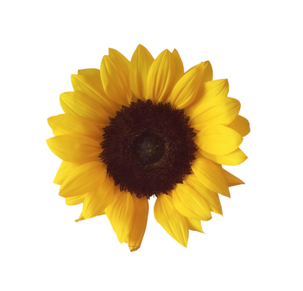 Sunflower PNG Free Download 44