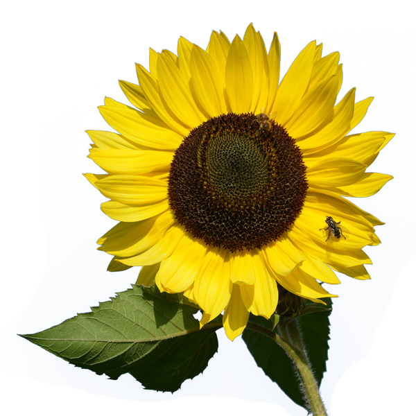 Sunflower PNG Free Download 45