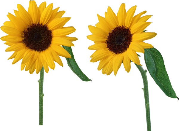 Sunflower PNG Free Download 5