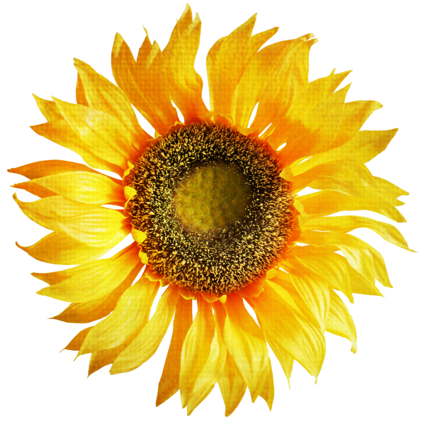 Sunflower PNG Free Download 6