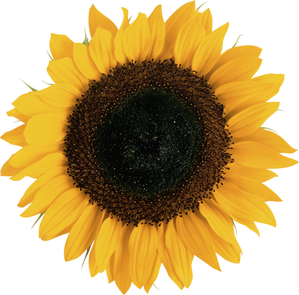 Sunflower PNG Free Download 7