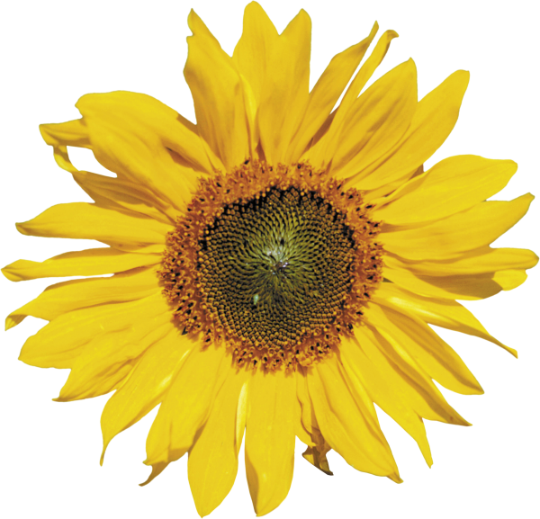 Sunflower PNG Free Download 9