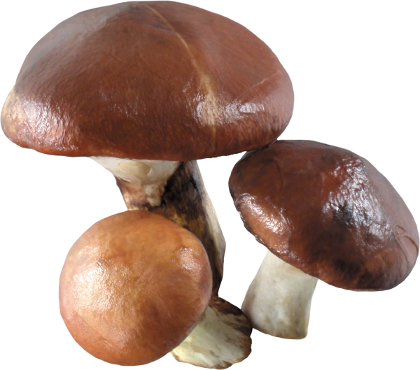 super 3 mushroom free download png