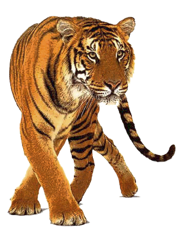 Tiger PNG Free Download 4