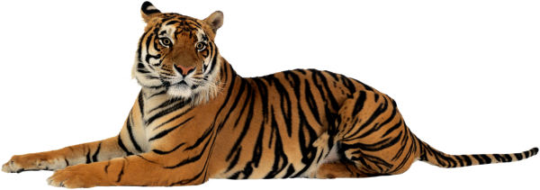 Tiger PNG Free Download 5