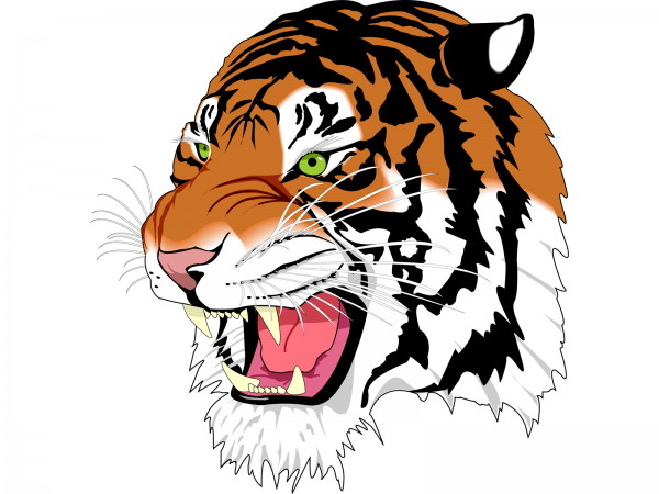 Tiger PNG Free Download 8