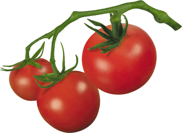 Tomato PNG Free Download 10