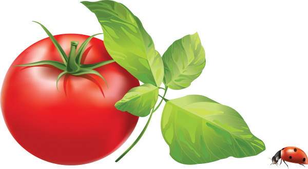 Tomato PNG Free Download 15