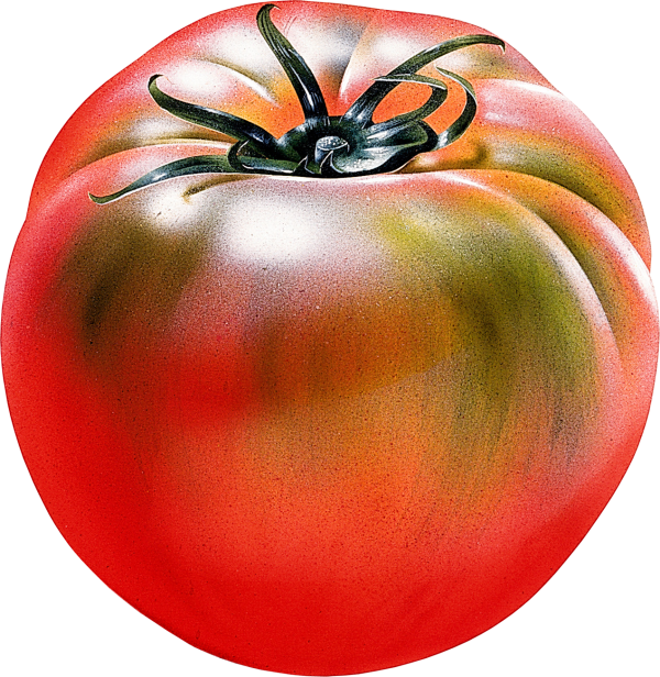 Tomato PNG Free Download 22