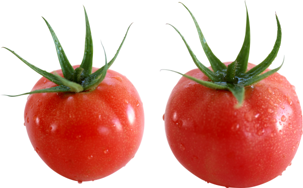 Tomato PNG Free Download 26