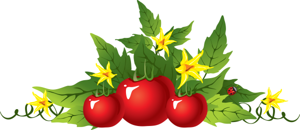 Tomato PNG Free Download 69