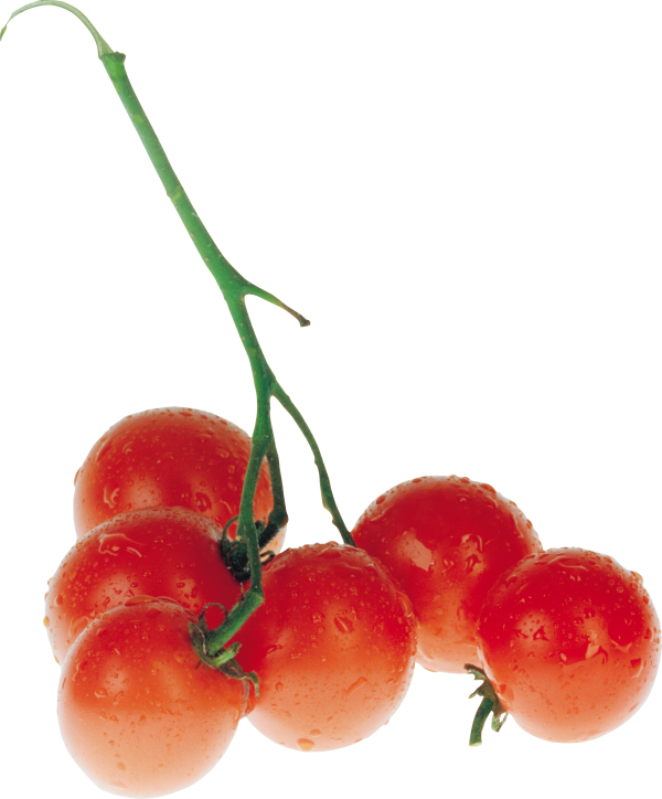 Tomato PNG Free Download 70