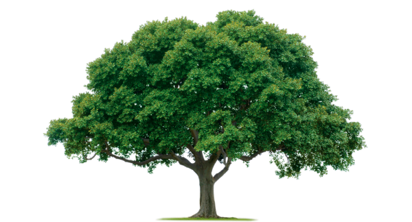 Tree Png Free To Download