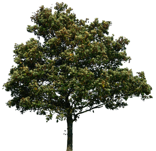 Tree Png