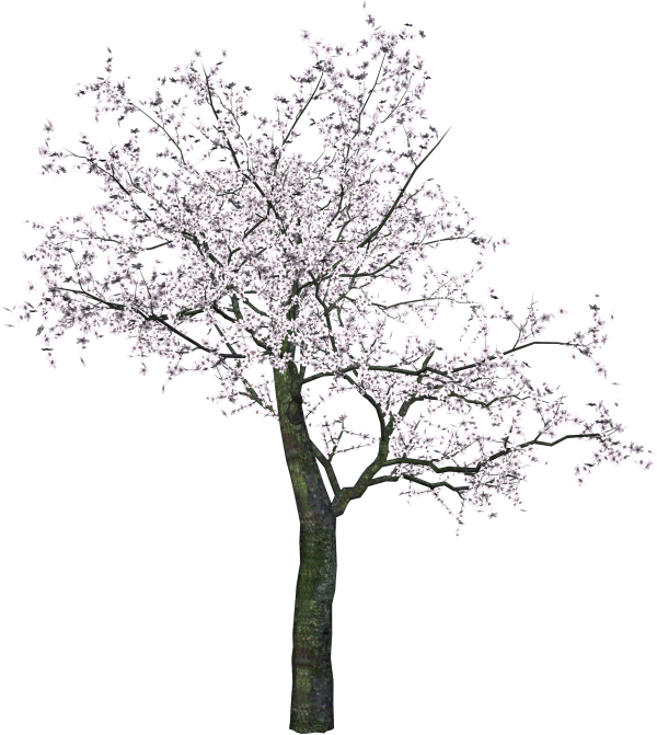 Tree With Flowers Png