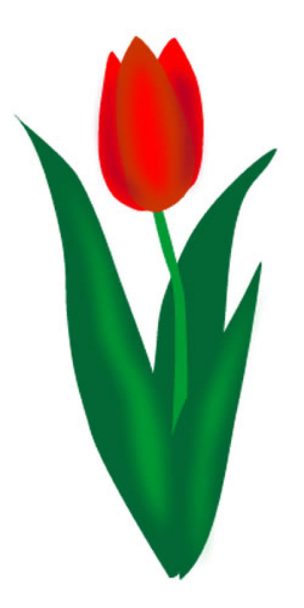 Tulip PNG Free Download 39