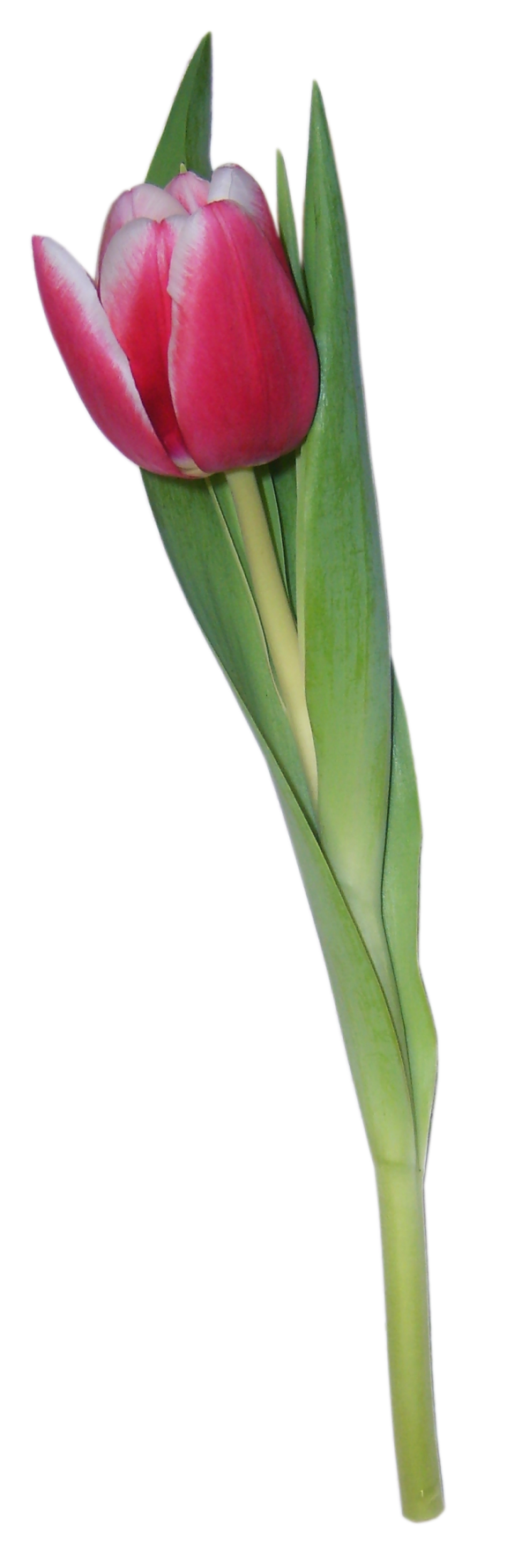 Tulip PNG Free Download 4 | PNG Images Download | Tulip PNG Free ...