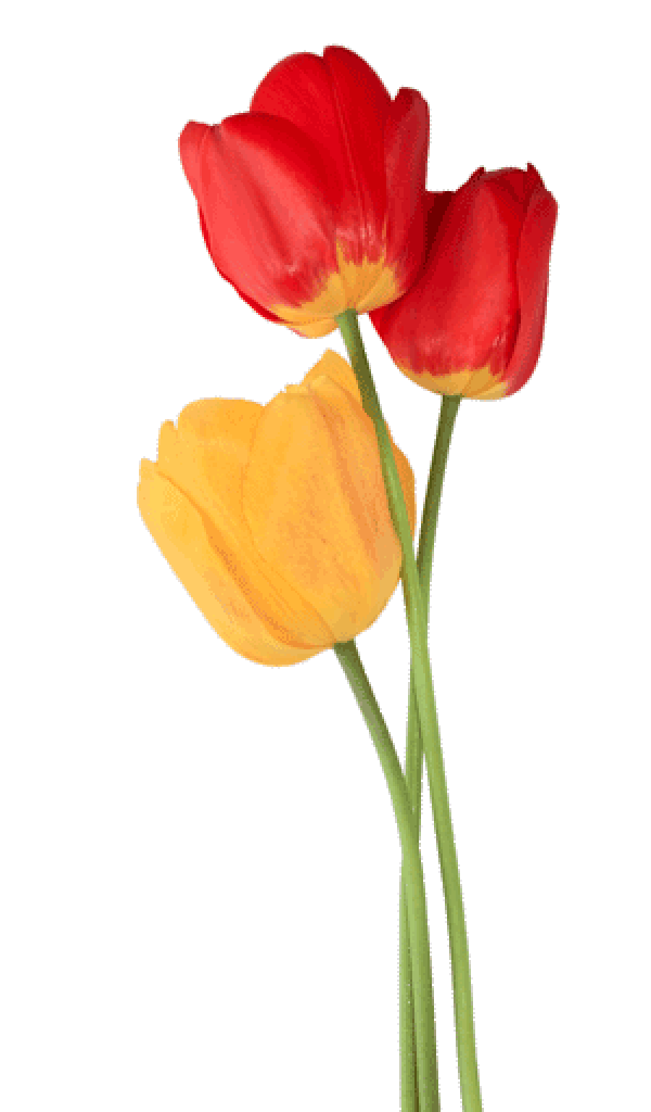 Tulip PNG Free Download 8 | PNG Images Download | Tulip PNG Free ...