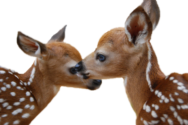 Two Deer Cubs Png