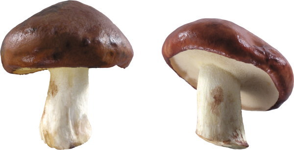 well fried mushroom free download png