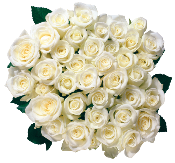 White Roses PNG Free Download 10