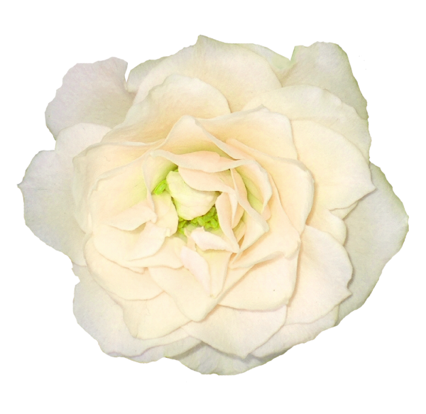 White Roses PNG Free Download 11