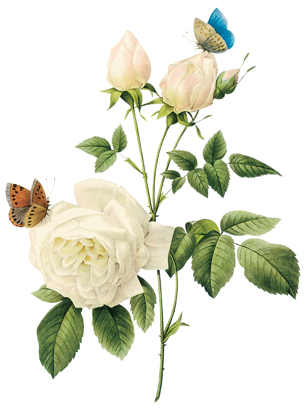 White Roses PNG Free Download 13