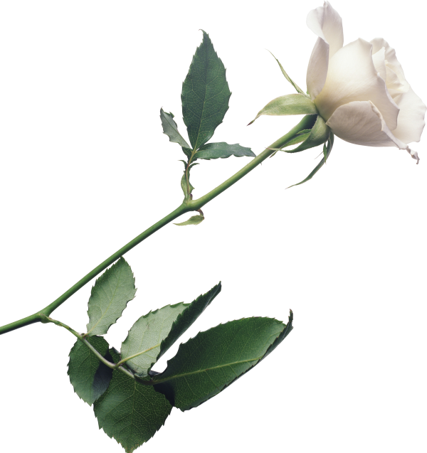 White Roses PNG Free Download 14