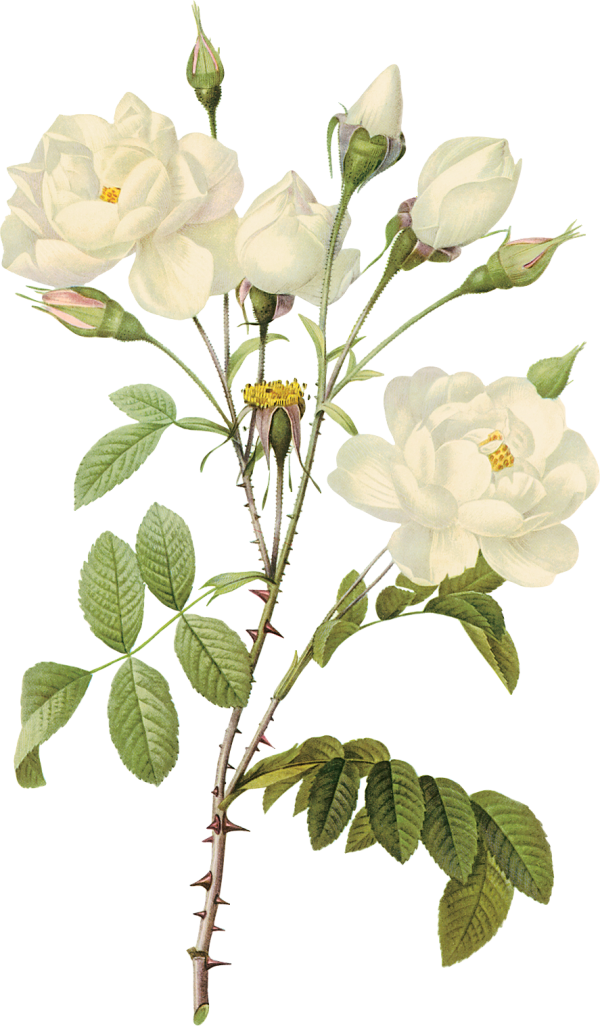 White Roses PNG Free Download 16