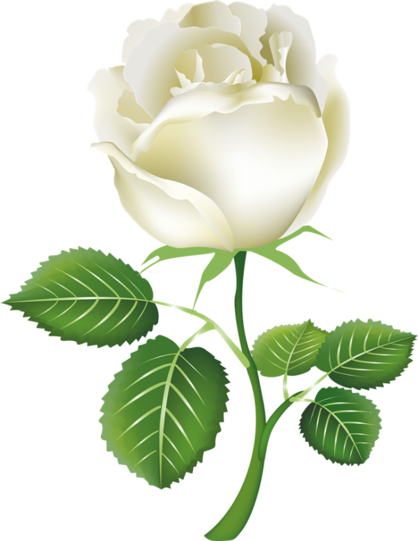 White Roses PNG Free Download 17