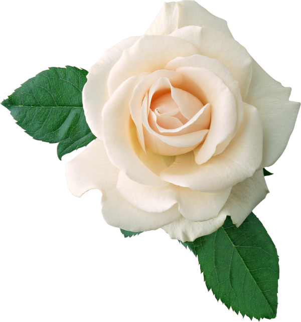 White Roses PNG Free Download 19