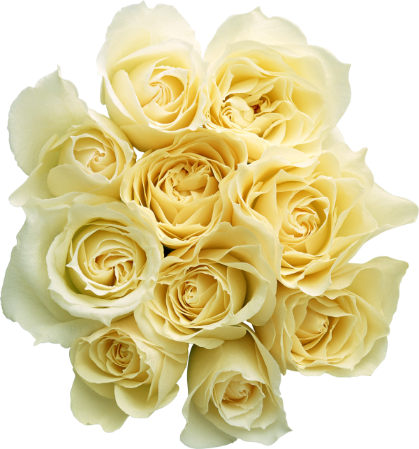 White Roses PNG Free Download 20