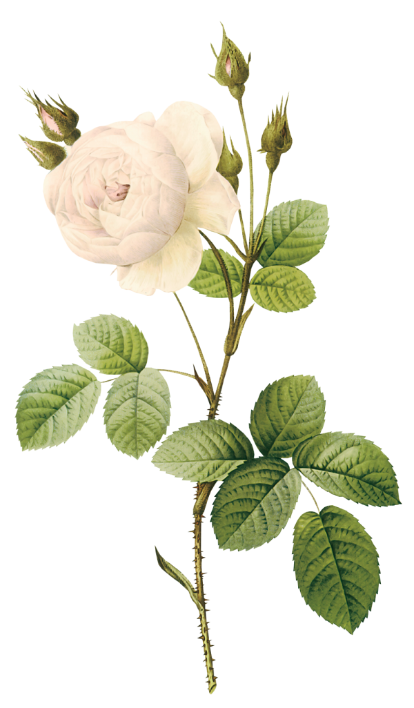 White Roses PNG Free Download 21