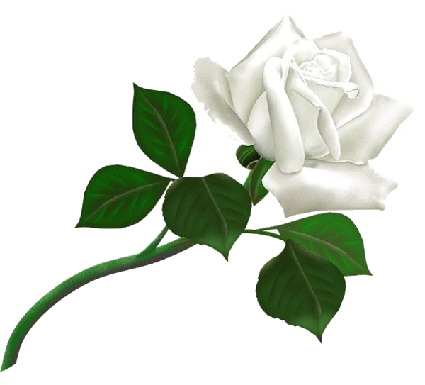 White Roses PNG Free Download 22