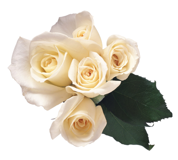 White Roses PNG Free Download 23