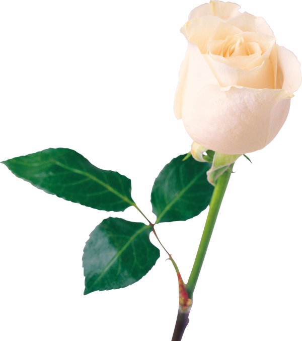 White Roses PNG Free Download 25