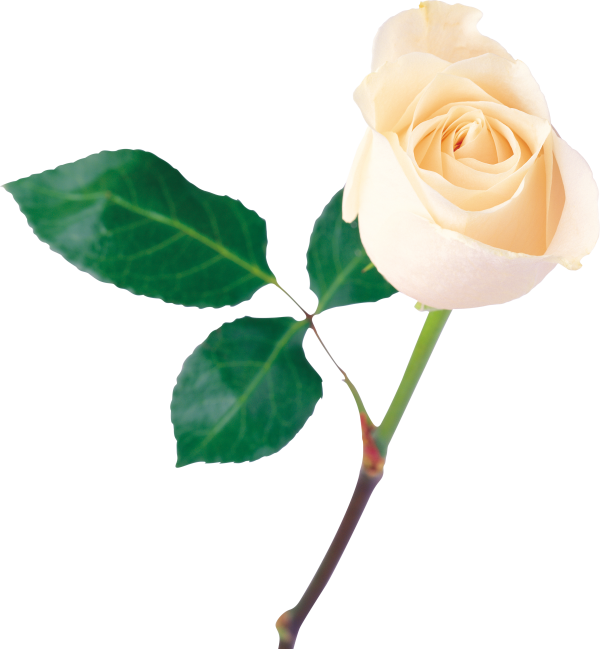 White Roses PNG Free Download 26