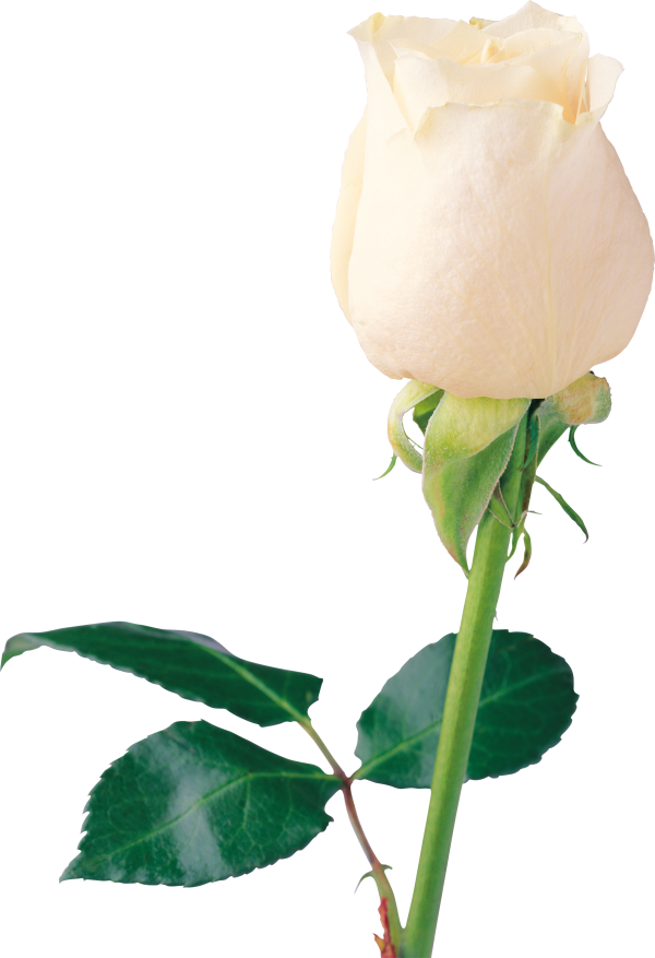 White Roses PNG Free Download 27