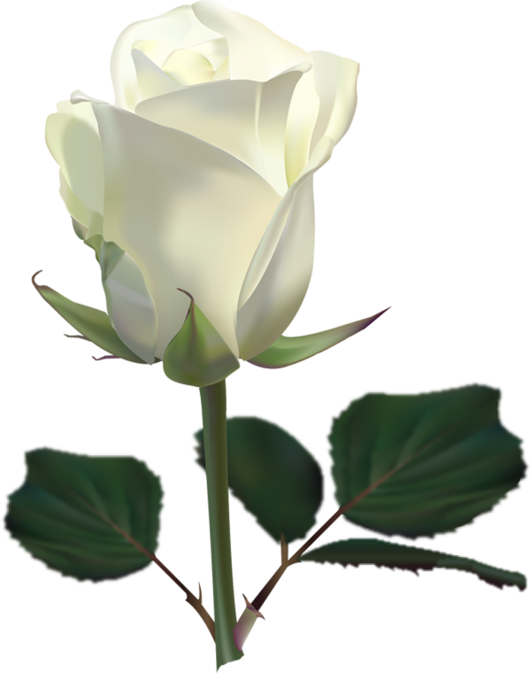 White Roses PNG Free Download 3