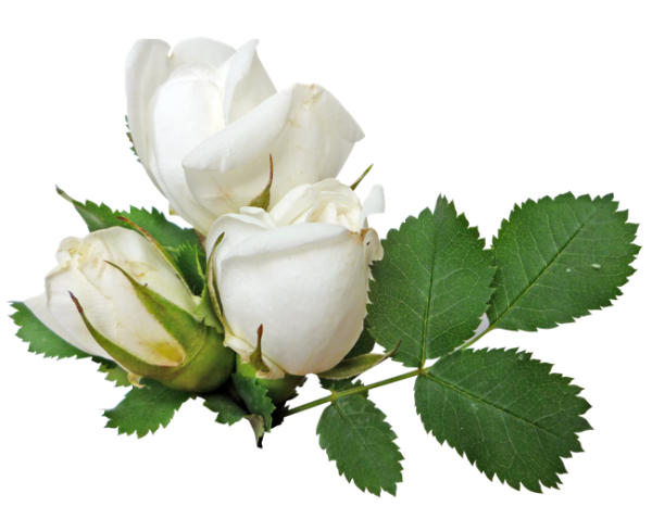White Roses PNG Free Download 4