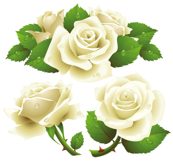 White Roses PNG Free Download 7