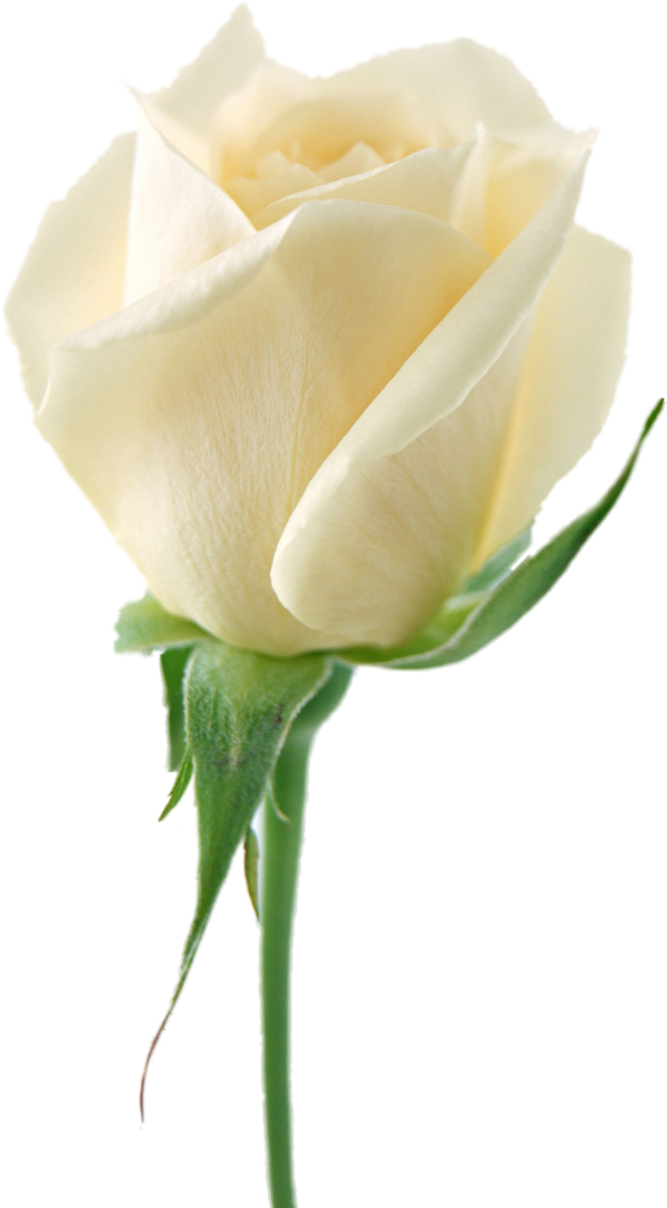 White Roses PNG Free Download 8