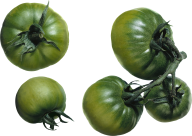 Tomato PNG Free Download 36