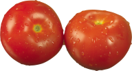 Tomato PNG Free Download 41