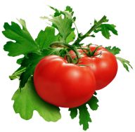 Tomato PNG Free Download 79