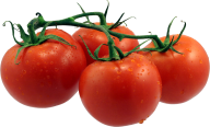 Tomato PNG Free Download 80