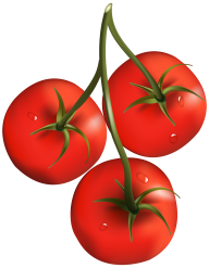 Tomato PNG Free Download 88