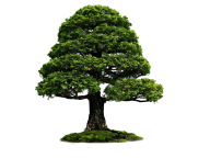 Tree On Grass Png