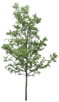 Tree Png Download