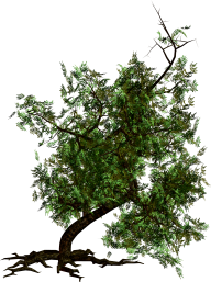 Tree Png with Roots